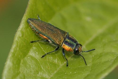 Réf. 3 790 : Anthaxia hungarica