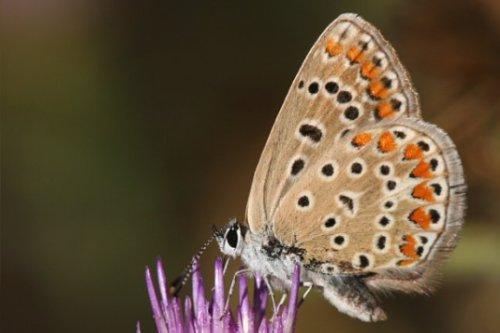 Polyommatus icarus
