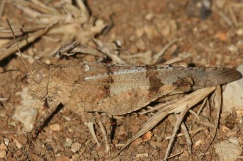 Réf. 3 721 : Oedipoda sp.