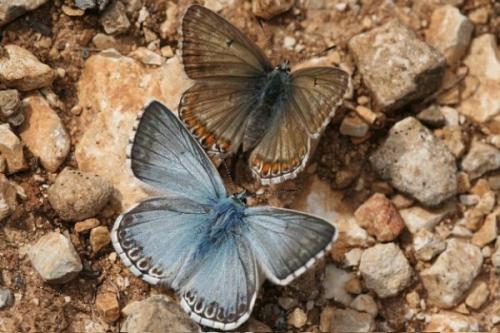 Réf. 3 743 : Polyommatus hispana