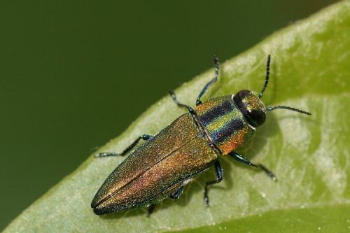 Réf. 3 781 : Anthaxia hungarica