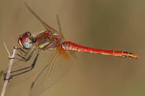 Sympetrum fonscolombii