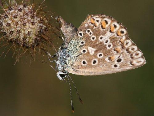 Réf. 3 393 : Polyommatus sp.