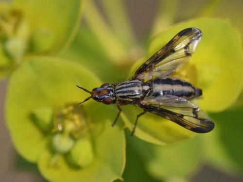 Dorycera grandis