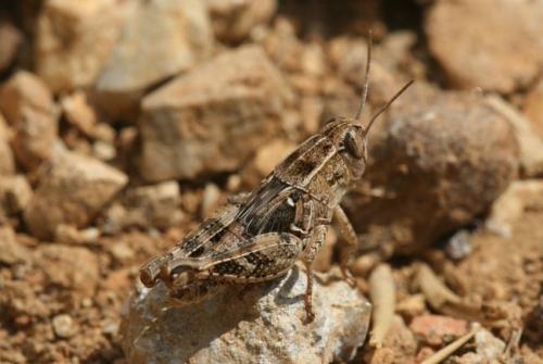 Calliptamus sp.