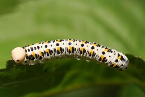 Cimbex quadrimaculatus