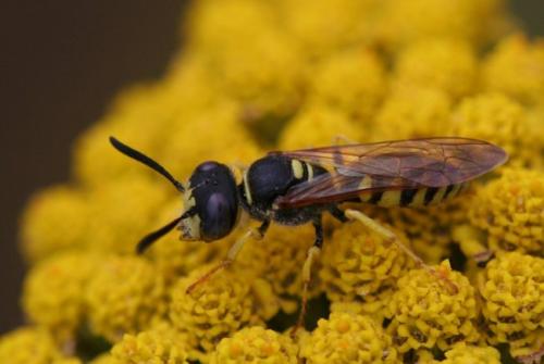 Réf. 3 557 : Philanthus triangulum