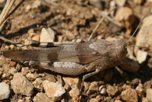Réf. 3 722 : Oedipoda sp.