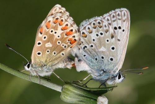 Réf. 3 749 : Polyommatus hispana