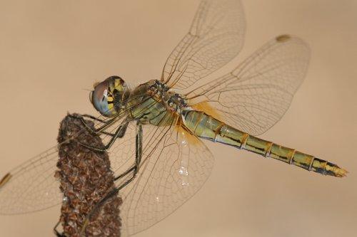Sympetrum fonscolombii