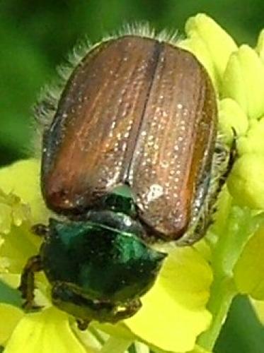Phyllopertha horticola