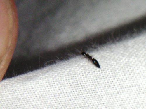 Sclerodermus domesticus