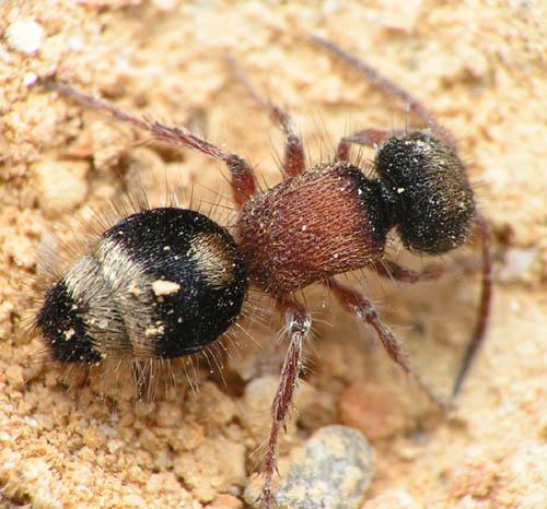 Smicromyrme plantouriana