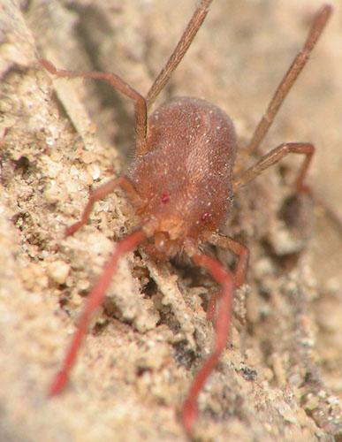 Réf. 3 558 : Erythraeus sp.