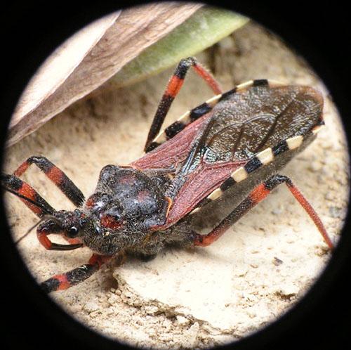 Rhynocoris cuspidatus