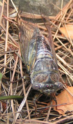 Lyristes plebejus