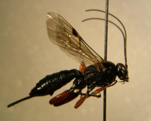 Réf. 3 343 : Pimpla rufipes