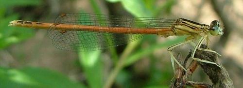 Réf. 3 023 : Platycnemis acutipennis