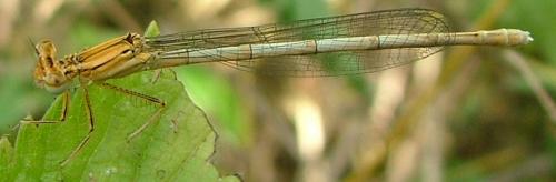 Réf. 3 445 : Platycnemis pennipes