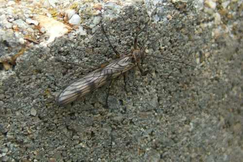 Réf. 3 196 : Brachyptera sp.