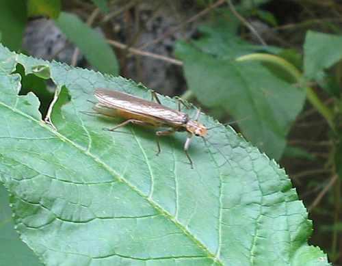 Réf. 3 197 : Perlodes sp.