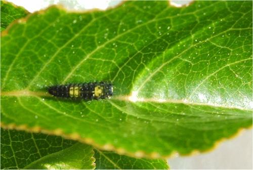 Réf. 3 093 : Iphiclides podalirius