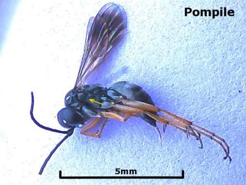Réf. 3 545 : Agenioideus cinctellus