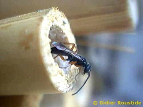 Réf. 3 451 : Agenioideus cinctellus