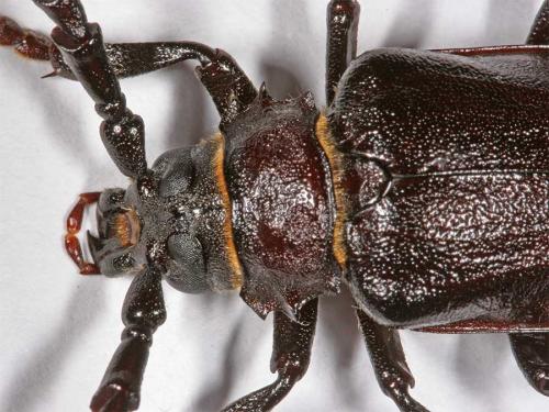 Prionus coriarius
