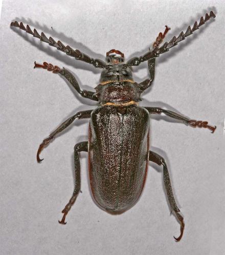 Prionus coriarius