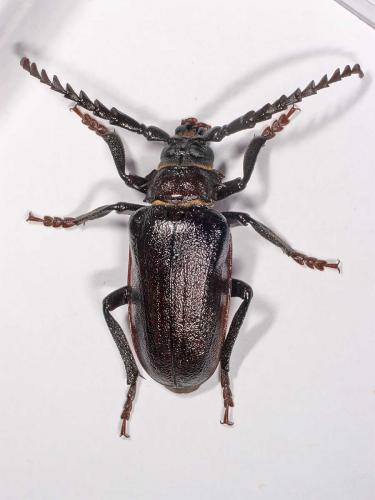 Prionus coriarius