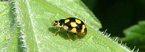 Propylea quatuordecimpunctata