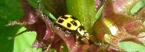 Propylea quatuordecimpunctata