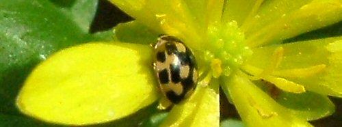 Propylea quatuordecimpunctata