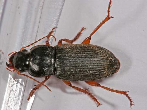 Pseudoophonus rufipes