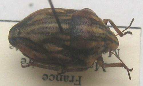 Odontotarsus purpureolineatus
