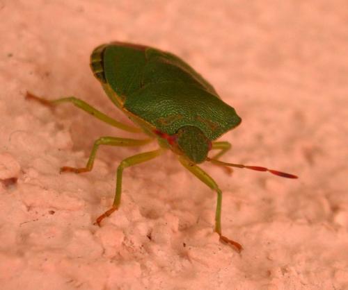 Palomena prasina