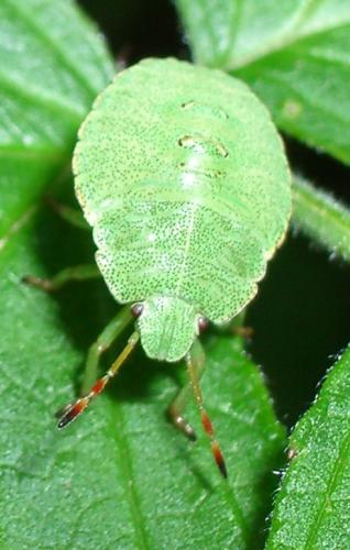 Palomena prasina