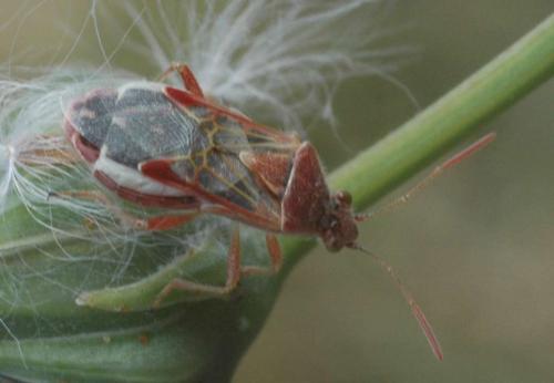 Liorhyssus hyalinus