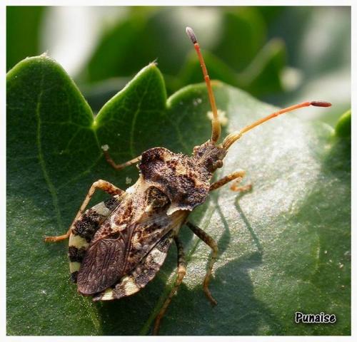 Réf. 3 897 : Centrocoris variegatus