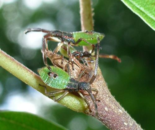 Gonocerus acuteangulatus