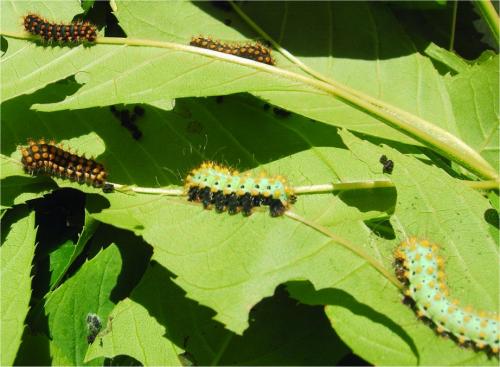 Saturnia pyri