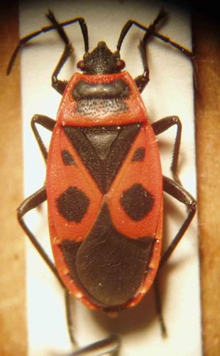 Réf. 3 494 : Pyrrhocoris apterus