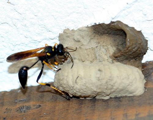 Réf. 3 133 : Sceliphron caementarium