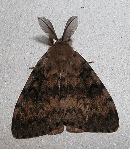 Réf. 3 805 : Lymantria dispar