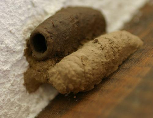 Réf. 3 135 : Sceliphron caementarium