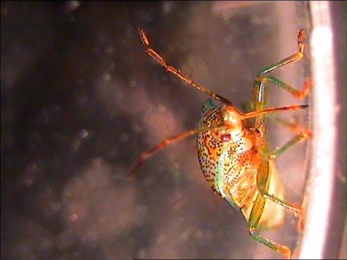 Elasmucha grisea grisea