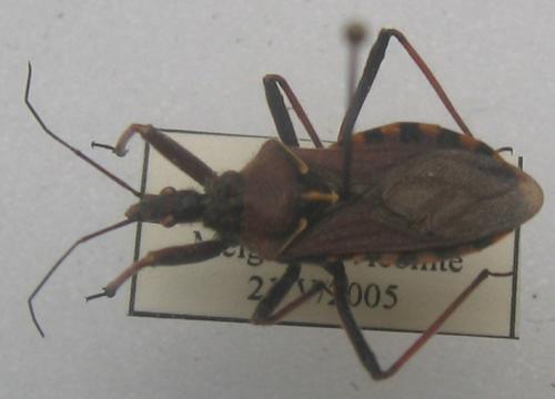 Rhynocoris erythropus
