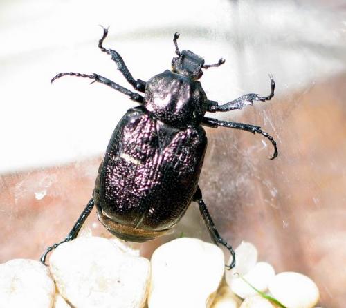 Osmoderma scabrum