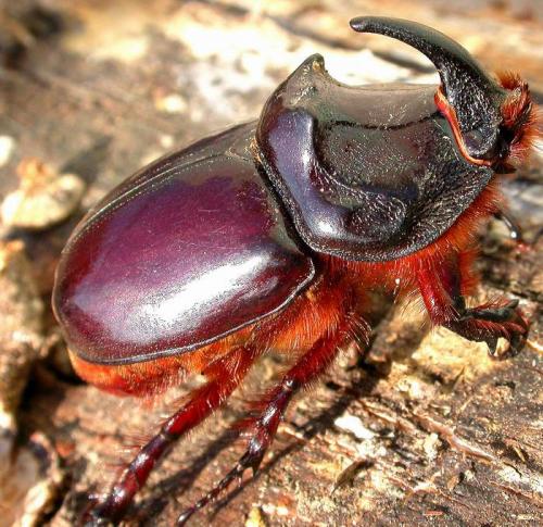 Réf. 3 791 : Oryctes nasicornis